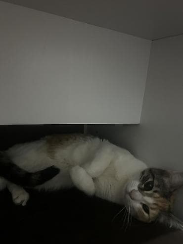 собака на продажу: Самка, В добрые руки — 4