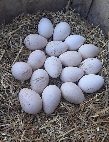 Ağ Kanada hinduşkası yumurtaları. Tam mayalıdı. Ətlik sortdu.15 - 17