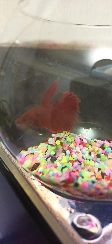 diri balıq: Betta (Petuşok balığı), Ünvandan götürmə — 4