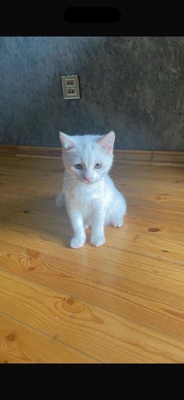 wotland pişiyi: Tam ağ tüklü balaca pişik - Rəng: qar kimi ağ - Gözlər: mavi-boz çalar — 2