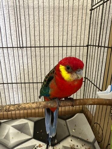 danişan quş: Salam, erkəkdir. 2 yaşı var. Sağlam quşdur. Sarıyanaq rozelladır — 2