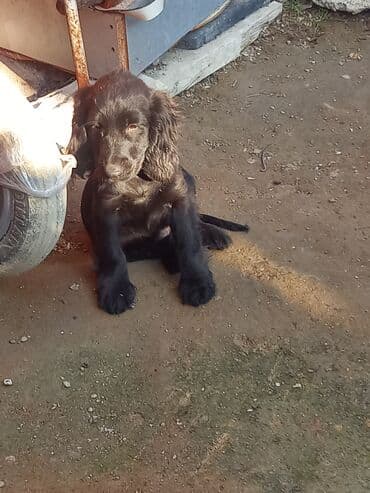 купить щенка кане корсо: Кокер спаниель, 3 месяца, Самец, Самовывоз — 4