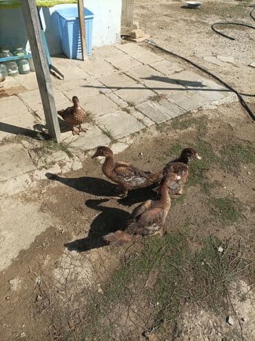 mirvari ordək: Satılır lal ordekler krasnodar sortu damazlıqdi 6denedi - — 3