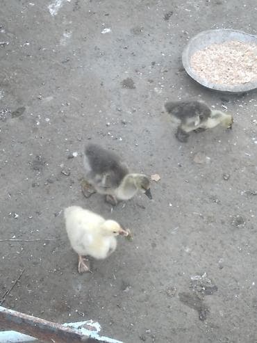 bala it: Məhsul: qaz balaları qiymet 3ne aiddi Təsvir: - Şəkillərdə 3 ədəd qaz — 1