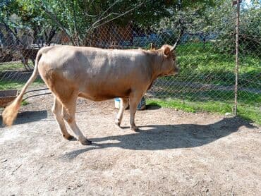 sudluk inekler satışı: Məhsul: Dana (erkək) Təsvir: - Şəkillərdə görünən sağlam, ətlik — 10
