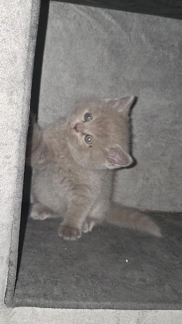 Şotland yastı qulaq