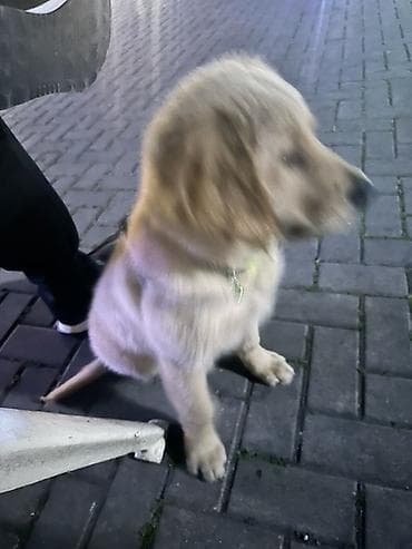 setteri it cinsi: Retriever, 5 ay, Erkek — 4