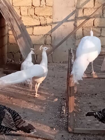 geref quşu: Esil Qafqaz qirqovulu unvan Gence basqa nov wirqovularda var keklik — 10