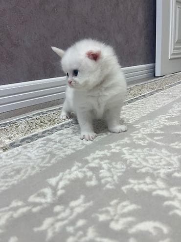 pişim: Britan — 2