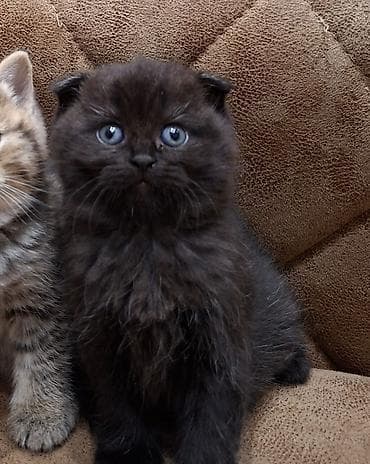 britanski pişik: Şotland yastı qulaq — 4