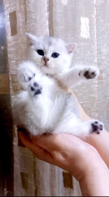 pisik şotlant: Britan, Dişi, Yaxşı əllərə, Ünvandan götürmə — 6