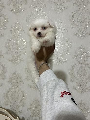 maraqli it adlari: Şpits 2 ayliğ erkek bala peyved olunb qurd dermani verlib. Real — 1