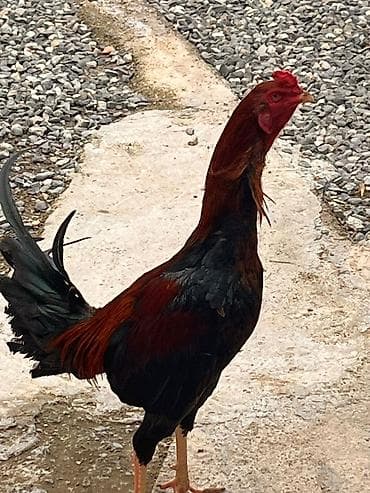 qara atlar: Xoruz, il: 1 — 2