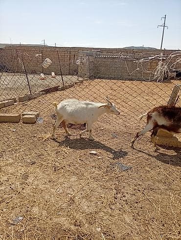 bala keçi: SAF KAN SANEN FIRANSIZ IRKI KEÇİLER MACAR IRKI KEÇİLER ÇEPİÇLER BOĞAZ — 2