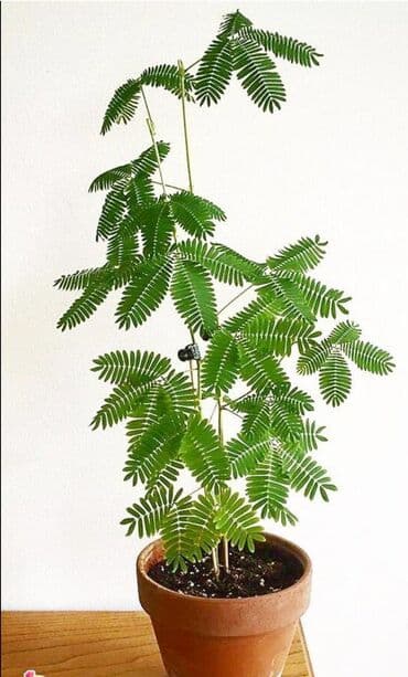 küsəyən gül: Kuseyen gul .el vurduqda kusur. sifaris qebul olunur — 1