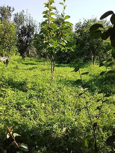 Kənd təsərrüfatı — 1