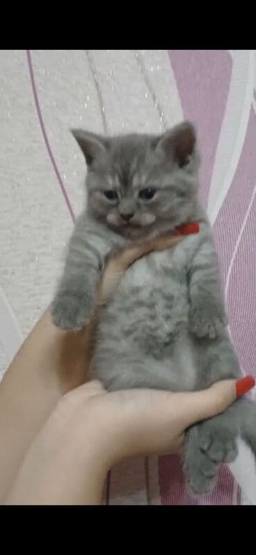 sotland pişik: 50 ile 250 arasi cins saf qan saqlam pisiklerimiz var unvana — 9