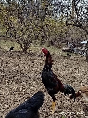 xoruzun cinsiyyet orqani: Məhsul: Uzunboylu, oyun tipli xoruz Təsvir: - Cins tipi: Asil/oyun — 1