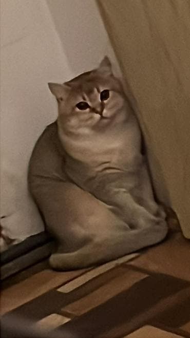 pişiyler: Britan — 3