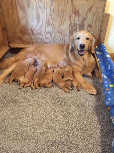 Retriever, 1 ay, Erkek, Pulsuz çatdırılma lalafo.az -da Retriever, 1 ay, Erkek, Pulsuz çatdırılma