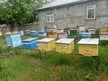 клетка для кроликов купить: Arı ailələri satılır. qiymət razılaşma yolu ilə Məhsul təsviri: - — 3