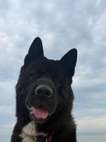 it satislari: Akita-inu, 4 il, Erkek, Sənədli, Ödənişli çatdırılma — 4