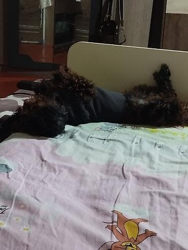 qoyun itləri: Pudel, 4 ay, Dişi — 3