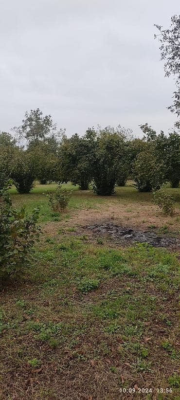 lenkeranda torpaq satilir: 80 sot, Kupça (Çıxarış) — 9