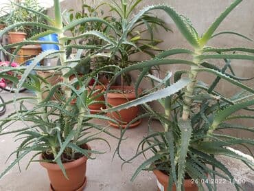 kokelmek ucun bitki caylari: Aloe vera dərman bitkiləri,6 illikdir, dərman vasitəsi kimi istifadə — 2