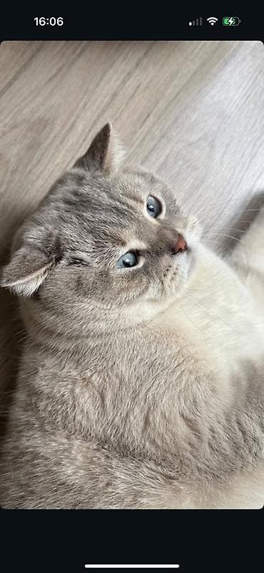 мини пудель: Sahibləndirilir : Paroda Colorpoint Chincilla 3 yaş Erkək hal hazırda — 6