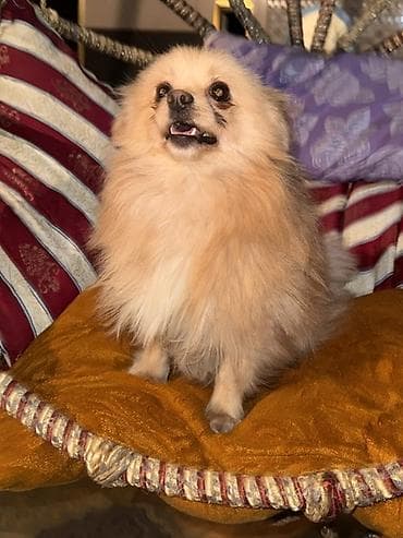 tuklu itler: Şpitz, 1 il, Erkek, Peyvəndli — 10