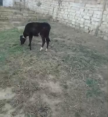 iney dana: 2 dənə dişi dana ayağı ağ simetal di 3 aylıq di obiri dişi dana anqust — 3