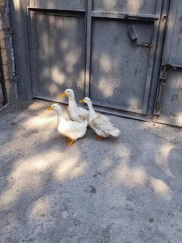 Ağ Pekin ördəkləri – 3 ədəd - Cins: Ağ Pekin (sürətli böyümə, sakit — 2