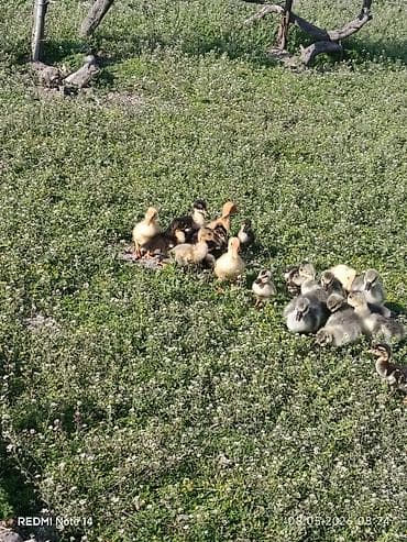 eşşək sudu satışı: Pekin qışqıran ördəklər və qaz balalari.12gunlukduler.dermasiz — 10