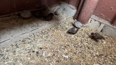 ördək ətinin qiyməti: Çin Bildirçini 5 fərə 4 xoruz fərələr yumurtuyur tək-tək satılmır — 3