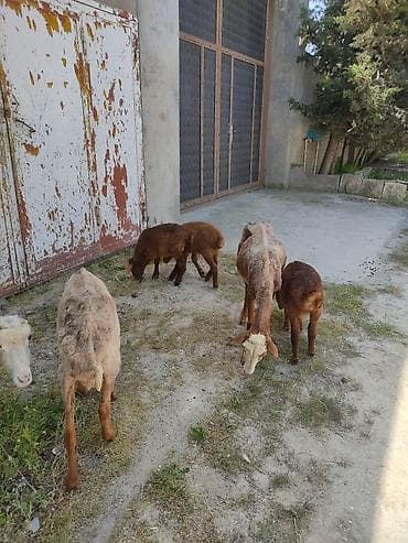kristal yem mmc: Cavan ana balla qoyunllardi. 3. ana 3 balla bir ana balla 350 m — 7
