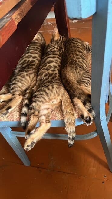 котята породистые купить: Бенгальская — 7