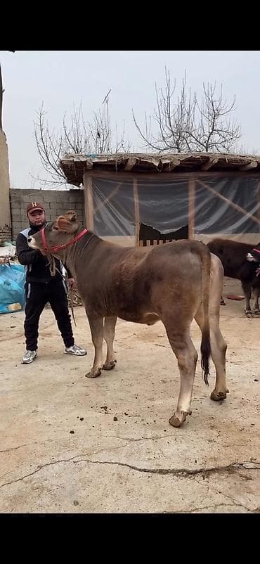 Satılır: Qaramal – erkək dana - Cins: yerli tip, qəhvəyi rəngli, ağ