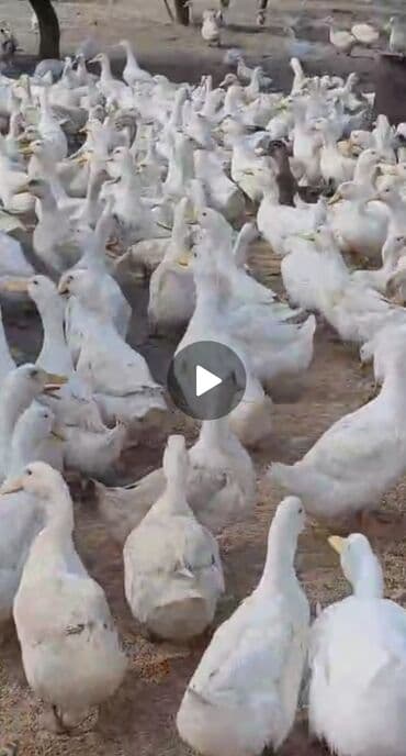 Ağ ördəklər erkek – təsərrüfat üçün çoxsaylı sürü çox alana endirim
