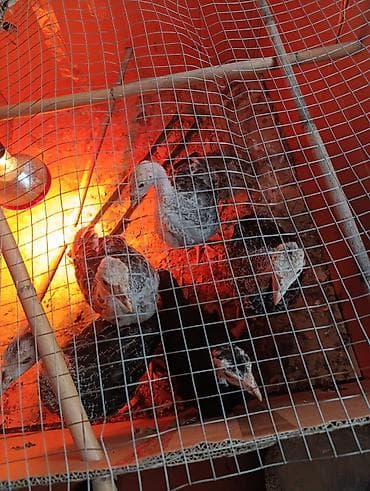 hinduşka satılır: 1ayliq hunduwqa 2si erkey 3diwi — 3