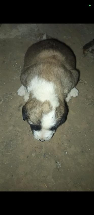 Аквариумы: Самка, Самовывоз — 2