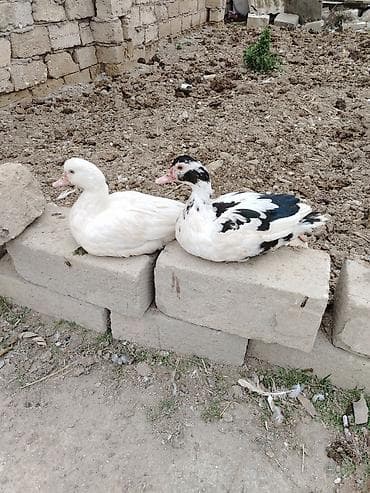 Козы, козлята: Lal ördək, 1i 20azn — 1