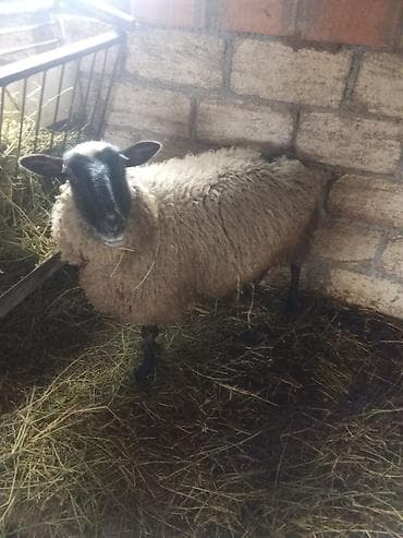 cins inekler: Romanov sort super cavan qoyun 3-4 bala verir — 2