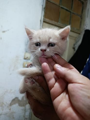 Pişiklər: Britan — 7