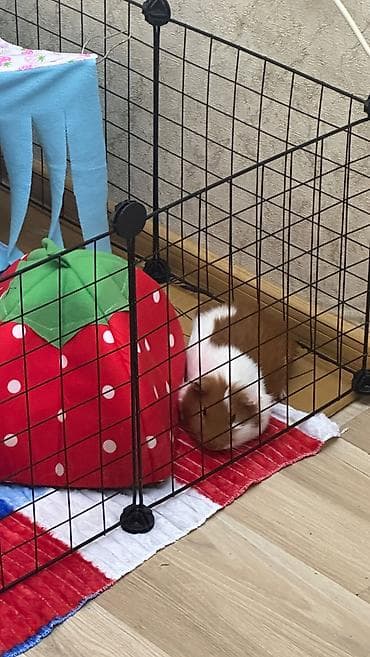 kirpi heyvan: 🐹 Dəniz donuzu yaxşı və qayğıkeş əllərə verilir. Ona sevgi ilə — 2