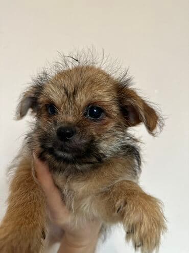 it cütləşdirmək: Pekines — 9