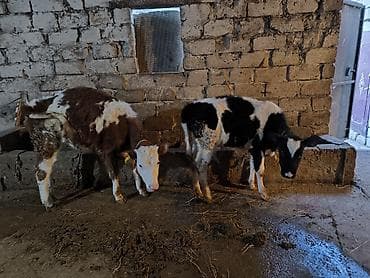 sud veren keci: Südlük inək – iri sağım məməsi, dördnipelli udder quruluşu - Cins — 7