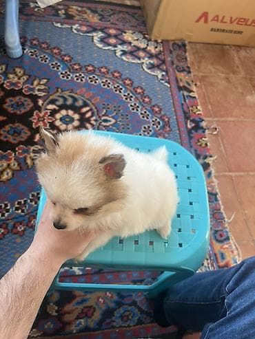 bala pitbul: Şpitz — 8