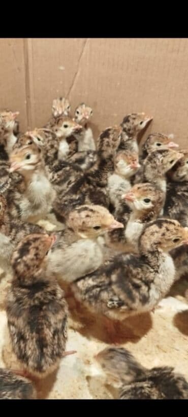 bala kirpi: Amerikan bronz hind quşu balaları satılır!!! Hər həftə çıxışımız var — 3