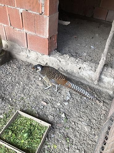 diri quzu satisi: Almaz qirqovular cüt — 2